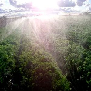 Mangueira para Irrigação Santeno Perfurada 50 MM