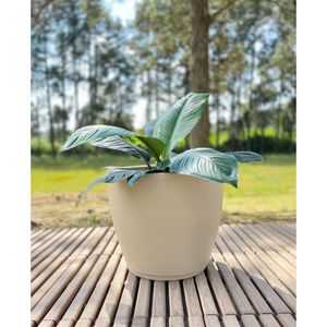 Vaso Amsterda Grafiato 27X28 Bege Stone Effect Floridis