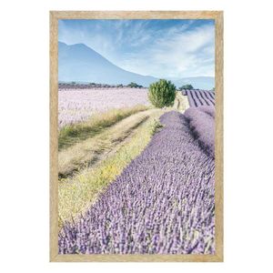 Quadro Com Vidro Campo De Lavandas 40X60Cm Arte Propria