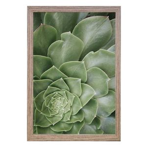 Quadro Com Vidro Suculenta 40X60Cm Arte Propria