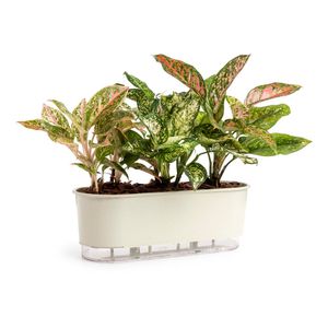 Jardineira Autoirrigavel Calcário Vaso Raiz