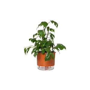 Vaso Autoirrigavel 04 Terracota Vaso Raiz