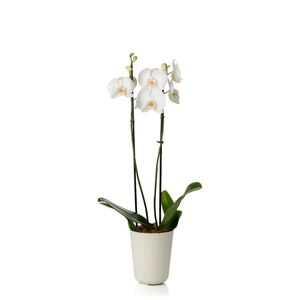 Cachepot Orquidea Calcário Vaso Raiz