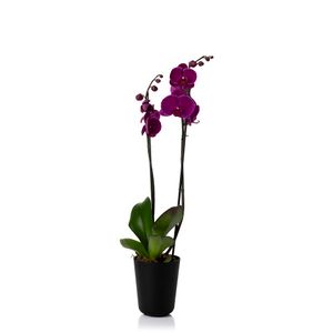 Cachepot Orquidea Preto Vaso Raiz