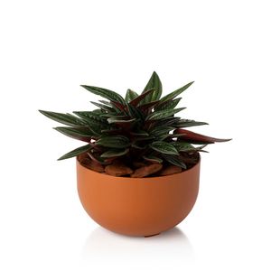 Cachepot Mini Cuia Terracota Vaso Raiz