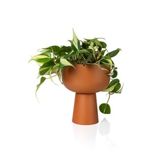 Cachepot Cuia 21 Terracota Vaso Raiz