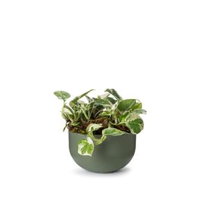 Cachepot Mini Cuia Verde Militar Vaso Raiz