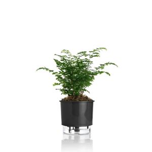 Vaso Autoirrigavel 03 Preto Vaso Raiz