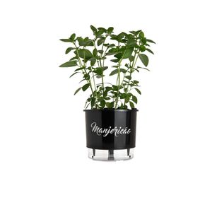 Vaso Autoirrigavel 03 Manjericão Preto Vaso Raiz