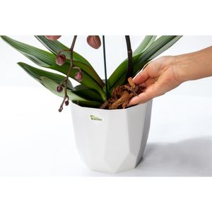 Substrato Para Orquídeas Premium 500G West Garden