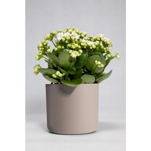 Vaso Cachepot Capri 14X13Cm Nude West Garden