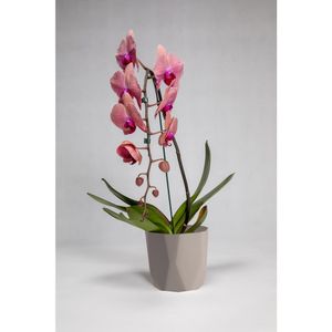 Vaso Cachepot Diamante 16X15Cm Nude West Garden