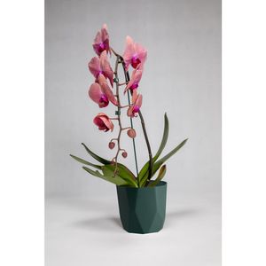 Vaso Cachepot Diamante 16X15Cm Verde Militar West Garden