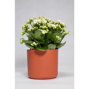 Vaso Cachepot Capri 14X13Cm Terracota West Garden
