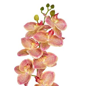 Haste De Orquídea 3D X7 Verde Rosa Grillo