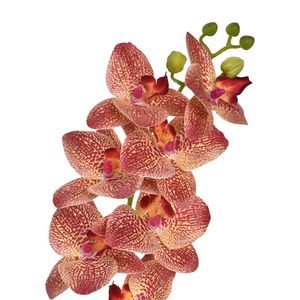 Haste De Orquídea 3D X7 Burgundy Grillo