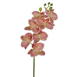 Haste De Orquídea 3D X7 Verde Rosa Grillo