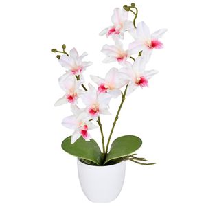 Arranjo Orquídea Cattleya X2 Creme Rosa Grillo