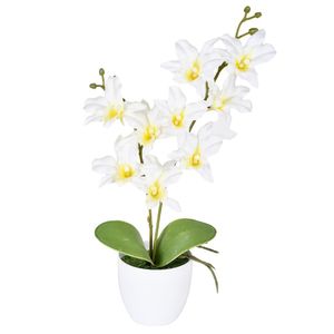 Arranjo Orquídea Cattleya X2 Creme Grillo