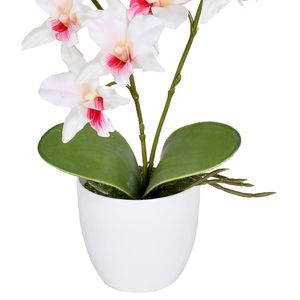 Arranjo Orquídea Cattleya X2 Creme Rosa Grillo