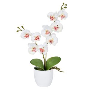 Arranjo Orquídea X2 Creme Grillo