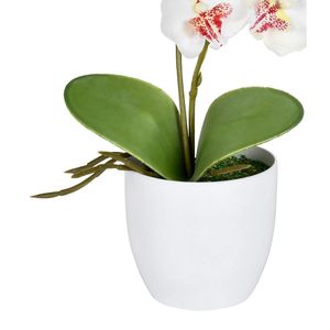 Arranjo Orquídea X2 Creme Grillo
