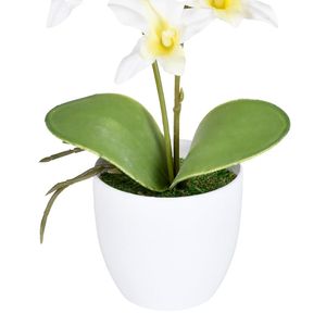 Arranjo Orquídea Cattleya X2 Creme Grillo